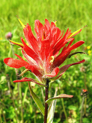 Indian Paintbrush